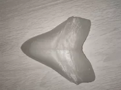 Megalodon Tooth (NHMW) easy print