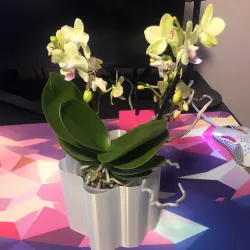 Organic Round Flower Pot