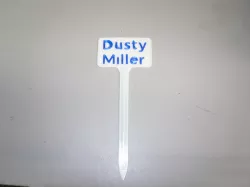 Plant Label Dusty Miller