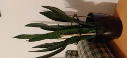 Plant Supporter