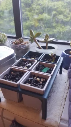 Seed Starter System - Reusable & Print-in-Place