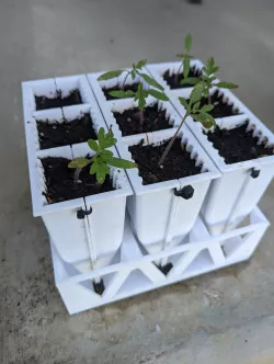 Seedling Shells