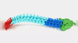Vertebral column