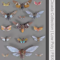 15 Cicada Insect Collection Low-poly  3D model