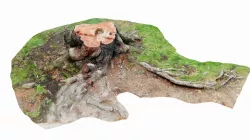 2 Tree Trunk Stumps - Photogrammetry Scans Low-poly  3D model