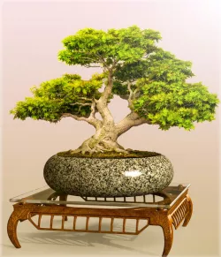 Bonsai Table "Scarab"