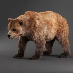 Brown Bear 3D model
