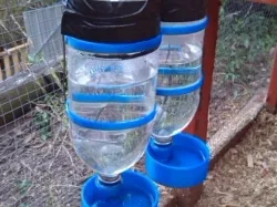 Chicken water dispenser