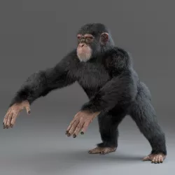 Chimpanzee Maya 3D model