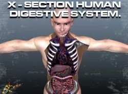 Cross Section Human Digestive System 3D model