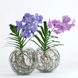 Double Vanda 3D model