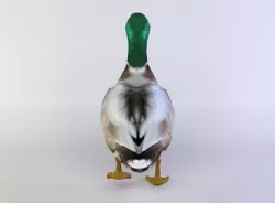 Duck Low-poly  3D model