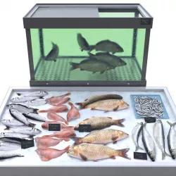 Fish counter 3D model
