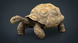 Giant Tortoise 3D model