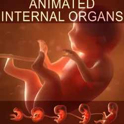 Human embryo fetus with internal organs Animation of development 3D model