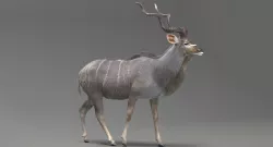 Kudu Antelope model 3D model