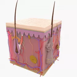 Skin Structure 3D model