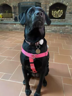 AirTag Dog Collar Holder