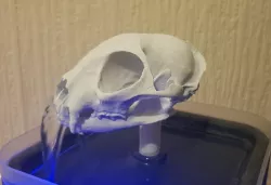 Cat Skull fountain