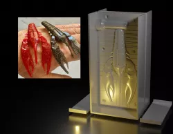 Contre moule Craw lure fishing