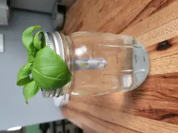 Mason Jar Plant Clippings Starter