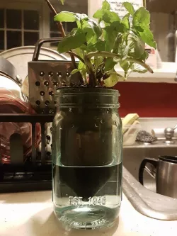 Mason Jar Plant Potter - Self Watering Planter DONT USE. FLAWED CONCEPT