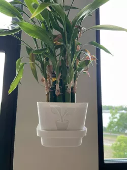 Wall mount plant pot