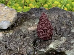 Dog Scent Training Vessel - Pinecone