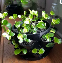Multi Pot with Pot Coaster
