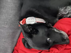 Pet Collar ID Tag
