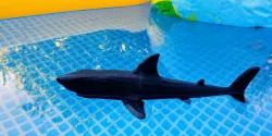 SHARK