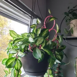 Stacking Circle Trellis
