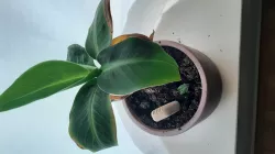 Zigbee plant sensor for B-Parasite