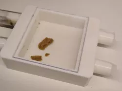 Ant outworld
