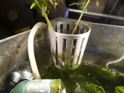 Aquarium corner planter