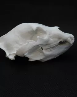 Black Bear Skull