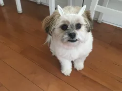 Dog Bunny Ears
