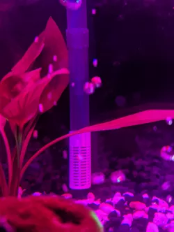 FLUVAL AquaClear intake tube strainer