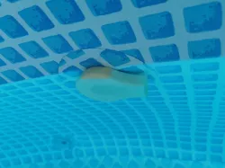 Intex Pool Nozzle