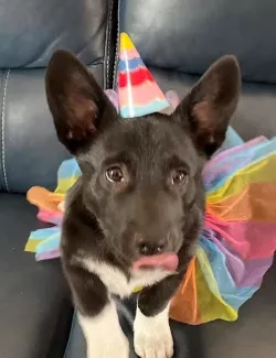 Korbie Corgi Mix 