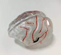 Macaque brain for resin printers