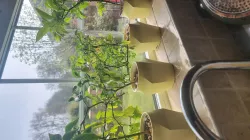 Plant Pot with removable core