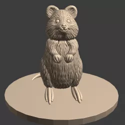 Quokka
