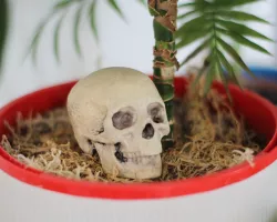 Skull Scan