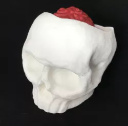Skull with Brain - Candy Hiding Place with more space fixed