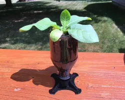Soda Bottle Planter / Starter