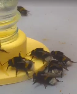 3D Printable bee feeder
