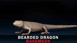 Bearded Dragon Base Mesh 3D model