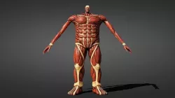 Colossal titan 3D model