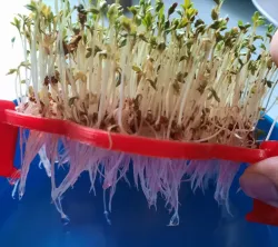 cress farm flower - Kresse anbauen Blume - present Geschenk